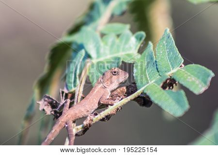 Chameleon