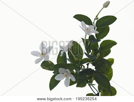wrightia antidysenterica flowers isolated on white background white and fragrant flower