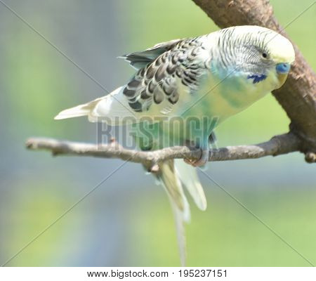 Budgie with ruffled feathers and wings partially extended.