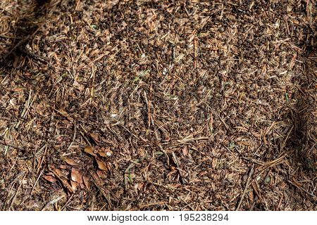 Close-up Of Ants Nest. Large Ant Hill In Summer Forest.