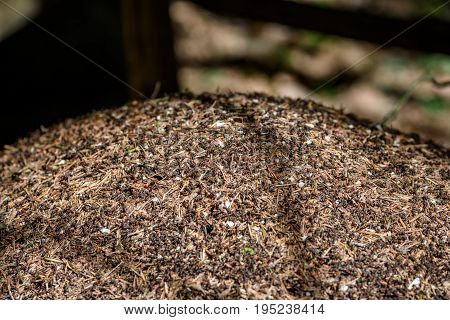 Close-up Of Ants Nest. Large Ant Hill In Summer Forest.
