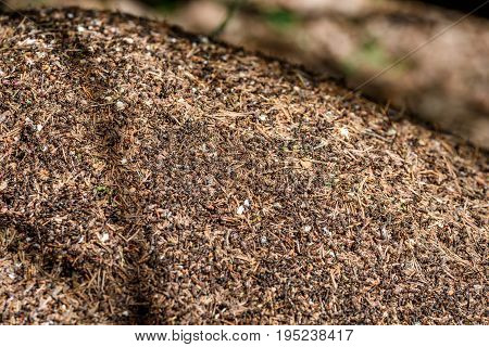 Close-up Of Ants Nest. Large Ant Hill In Summer Forest.