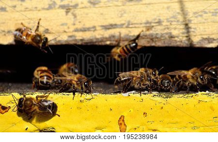Bees at the entrance of the hive