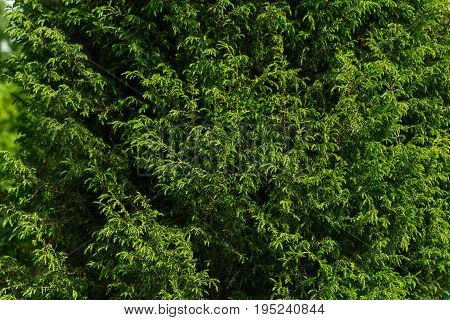 green background. Thuya. Sprigs of green coniferous tree.