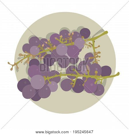 two bunches of grapes on a plate purple grape isolated vector illustration