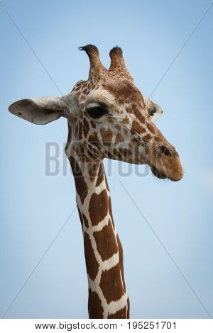 Philippines Calauit Island Whild park giraffe, Palawan