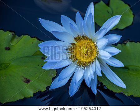 A blue water lily in full bloom