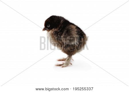 New born baby chick Partridge Cochin or Pekin isolated on a white background with light shadow. Extreme depth of field with selective focus on faces.