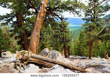 Lodgepole Pine Trees taken in the high altitudes of the Sierra Nevada Mountains, CA