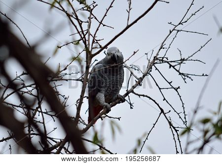 African gray parrot of red tail perched on tree