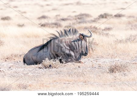 A blue wildebeest Connochaetes taurinus also called a white-bearded wildebeest or brindled gnu lying in grass