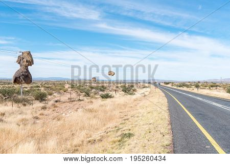 Communal bird nests built on top of telecommunication poles next to the N8-road near Groblershoop in the Northern Cape Province