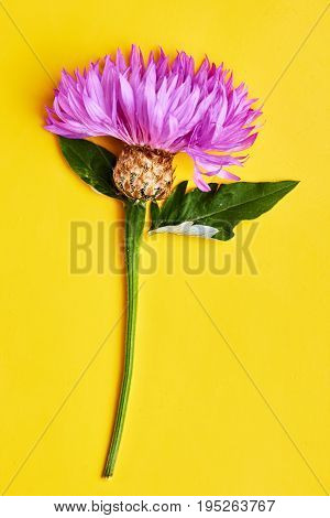 Purple Flower On Yellow Background.blooming Whitewash Cornflower.