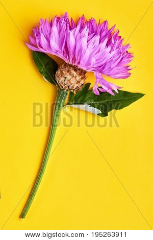 Purple Flower On Yellow Background.blooming Whitewash Cornflower.
