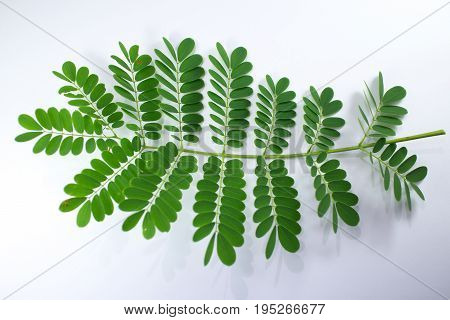 Leaf Of Red Flamboyant Flower Isolated