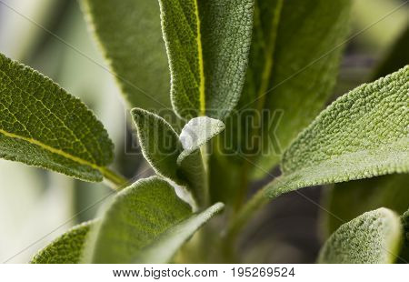 Fresh grayish leaves of sage or salvia.