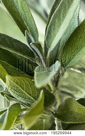 Fresh grayish leaves of sage or salvia.