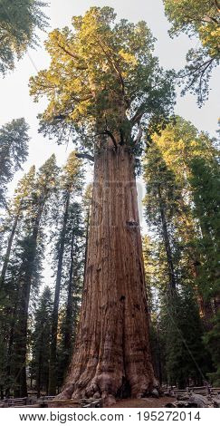 Panoramic view of General Sherman Tree in Sequoia National Park