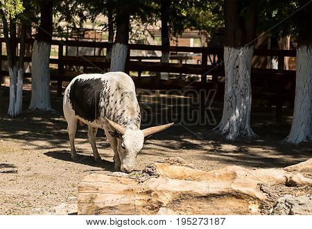 young bull Watussi white with a black spot on its side stands among the farms in the shade of trees