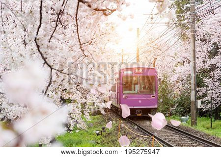 View of Kyoto local train traveling on rail tracks with flourishing cherry blossoms along the railway in Kyoto Japan.