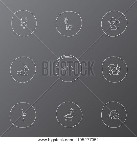 Set Of 9 Editable Animal Icons. Includes Symbols Such As Lobster, Slug, Pony And More. Can Be Used For Web, Mobile, UI And Infographic Design.