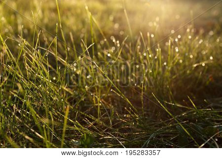 Dew on the grass in backlight close