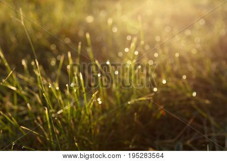 Dew on the grass in backlight close