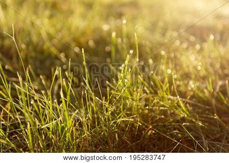 Dew on the grass in backlight close