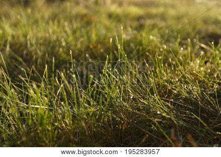 Dew on the grass in backlight close