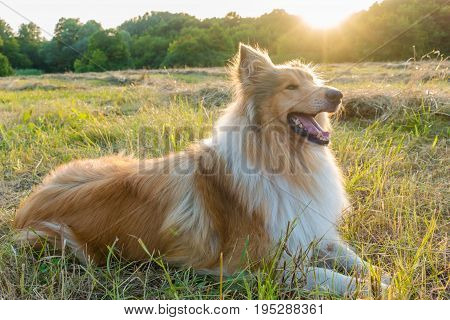 Collie dog lying down on green field at sunlight