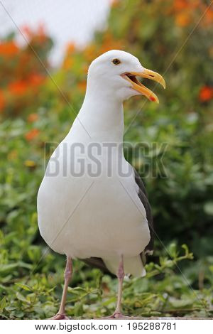 Western Gull (Larus occidentalis) in California. USA