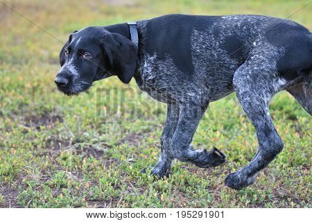 Hunting Dog Breed German Wirehaired Pointer
