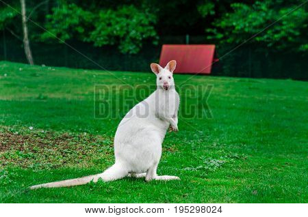 Beautiful Kangaroo On The Farm In Alsace