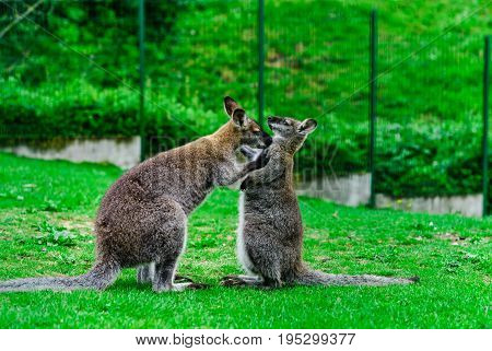 Beautiful Kangaroo On The Farm In Alsace