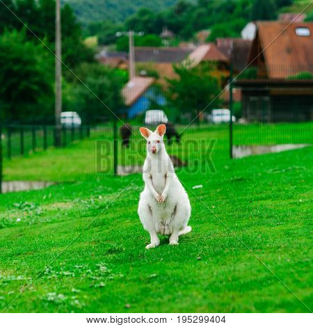 Beautiful Kangaroo On The Farm In Alsace