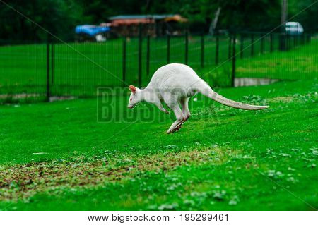 Beautiful Kangaroo On The Farm In Alsace