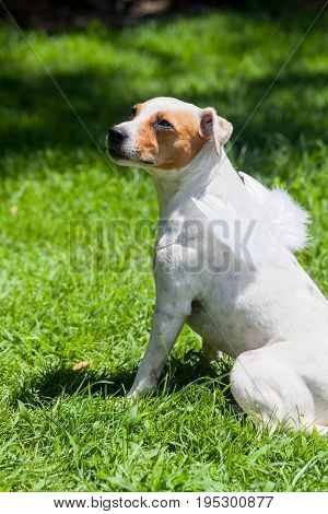 Portrait Of A Jack Russell Terrier Dog With White Angel Wings