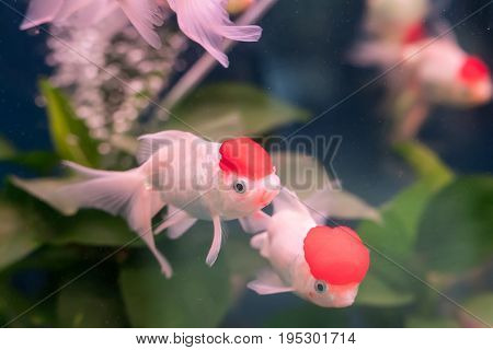 gold fishes over water