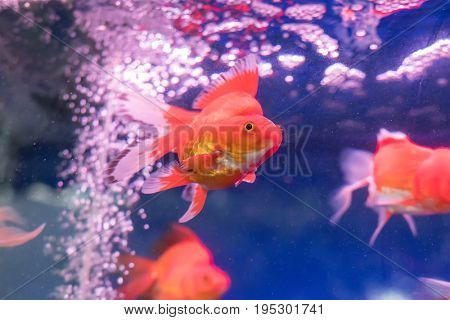 gold fishes over water