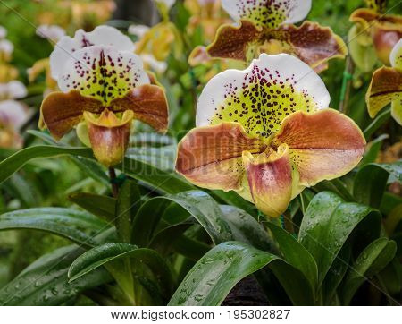 Lady slipper orchid or Paphiopedilum Slipper Orchid (Paphiopedilum gratrixianum) in bloom