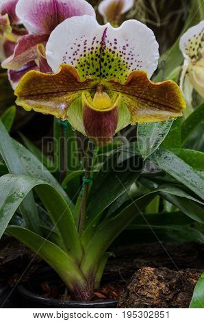Lady slipper orchid or Paphiopedilum Slipper Orchid (Paphiopedilum gratrixianum) in bloom