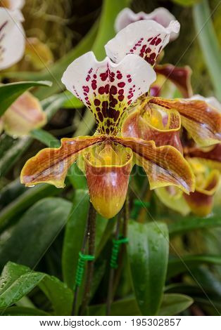 Lady slipper orchid or Paphiopedilum Slipper Orchid (Paphiopedilum gratrixianum) in bloom