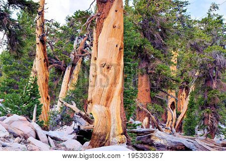 Lodgepole Pine Trees also known as twisted pines taken in the high altitudes of the Sierra Nevada Mountains, CA