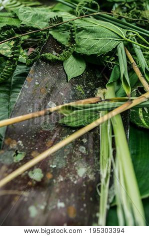 Close up of a grass, in a wooden background in the forest.