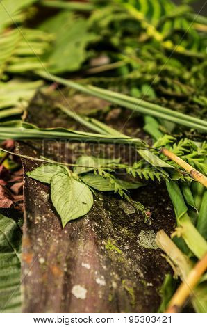 Close up of a grass, in a wooden background in the forest.