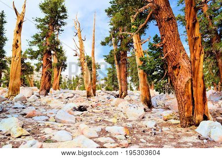 Lodgepole Pine Trees also known as twisted pines taken in the high altitudes of the Sierra Nevada Mountains, CA