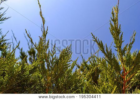 Green thuya tree over natural blue sky background