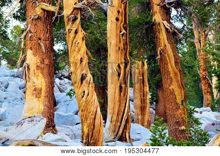 Lodgepole Pine Trees also known as the twisted pine taken at an alpine forest in the higher elevations of the Sierra Nevada Mountains, CA