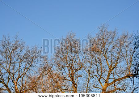 Bare branches of a tree. Branches without leaves against the blue sky