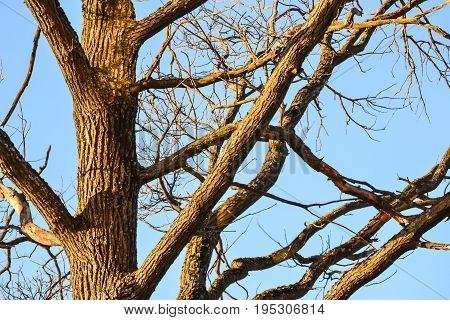 Bare branches of a tree. Branches without leaves against the blue sky